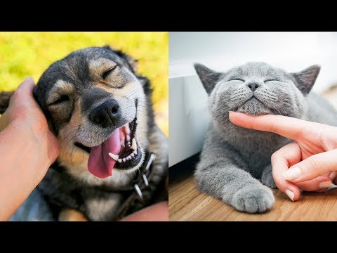 The benefits pets can have on your mental health