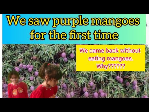 travel vlog. visit to a mango Orchard. purple mangoes