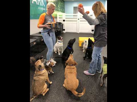 Dogtopia Webcams
