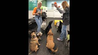 Dogtopia Dog Daycare & Boarding West County St. Louis