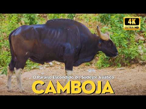 Camboja Selvagem | Descubra o Reino Secreto e a Biodiversidade do Sudeste Asiático