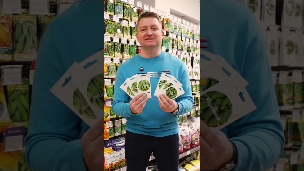 Это лучшие огурцы для открытого грунта! Крепкие, хрустящие, плодоносят до морозов