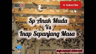 Download lagu Suara Burung Walet ‼️ Sp Anak Muda Vs Inap Sepanjang Masa  mp3