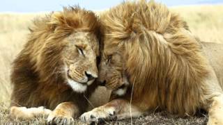 Andrew Belle (feat. Erin McCarley) - In My Veins