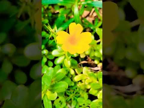 new flower short video music karimulla
