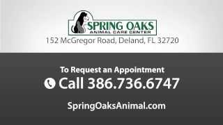 preview picture of video 'Spring Oaks Animal Care Center - Short | Deland, FL'