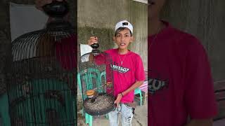 Download lagu di bobodo manuk #ngkak #comedy #jalanyangjauhjanganlupapulang #ngakak mp3