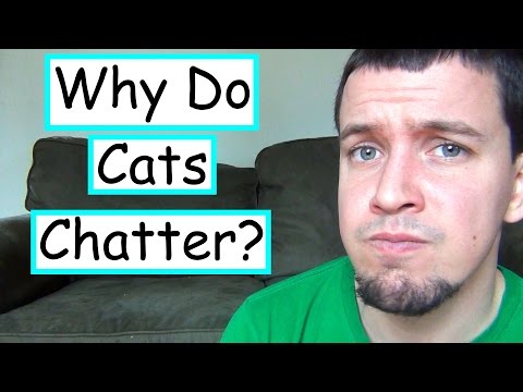 Why Do Cats Mumble & Chatter At Birds? 😻😺
