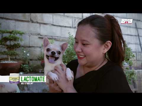 download lagu mp3 mp4 Chihuahua Dog Price Philippines, download lagu Chihuahua Dog Price Philippines gratis, unduh video klip Chihuahua Dog Price Philippines