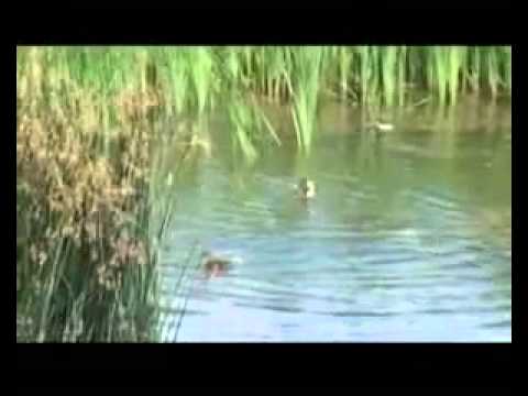 ROSPA0063 Lacurile de Acumulare Buhusi-Bacau-Beresti