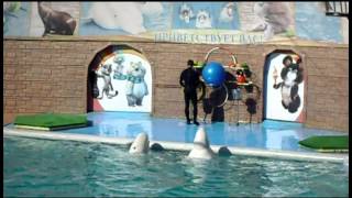 preview picture of video 'Sochi City Dolphinarium Aquatoria - Beluga'