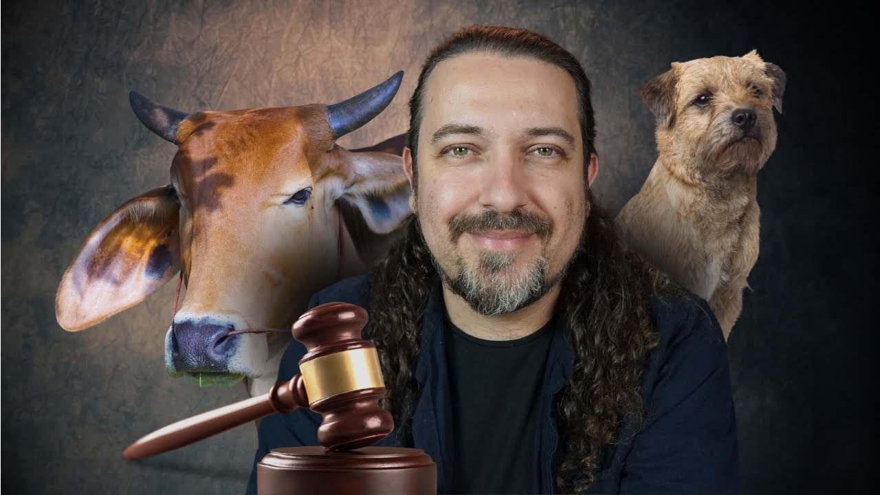 Novo Código Civil poderá trazer animais como seres sencientes de direito