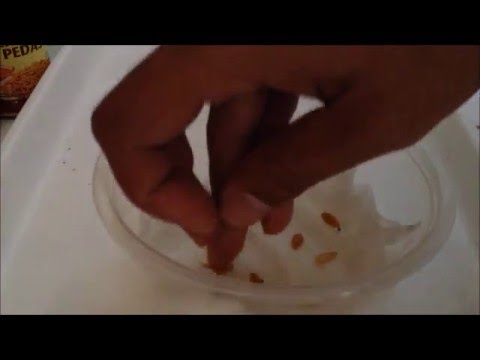 Obat generik untuk potensi dari India Video gadis berduri patogen