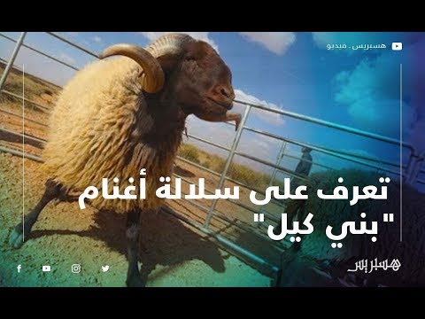 تعرف على سلالة أغنام "بني كيل" مفخرة الأسواق بجهة الشرق