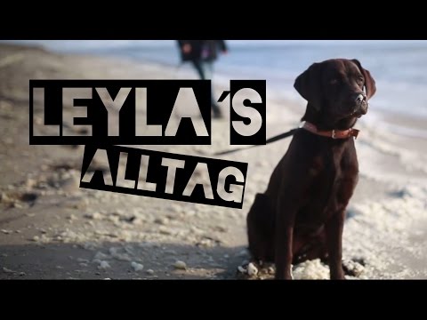 Wie das Ekzem vom Pech Die Salbe von die Schuppenflechte kartalin
