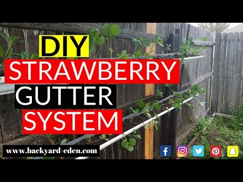 download lagu mp3 mp4 Strawberry Breeds, download lagu Strawberry Breeds gratis, unduh video klip Strawberry Breeds