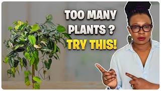 Too Many Trailing Plants, Not Enough Space? Here’s the Fix!