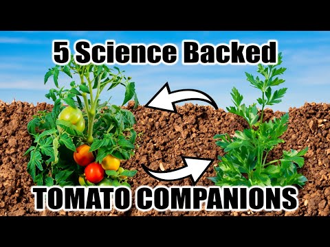 5 companion plants for tomatoes