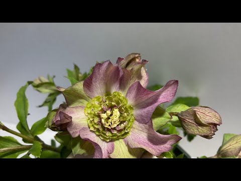 ヘレボアのクリスマスローズ：ポインセチアのライバルであるこのローズをどのように栽培し、維持するか？  庭園