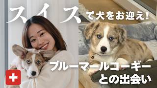スイスのジュネーブでコーギーをお迎え♩