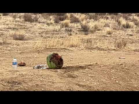 Buck hammer Vs. Watermelon