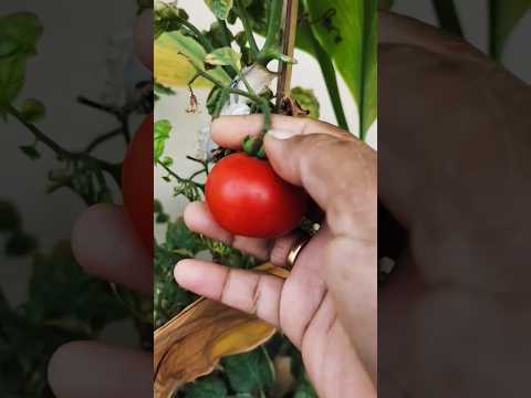 , title : 'Harvested tomatoes from the kitchen garden | tomatoes 🍅# organic vegetables garden overview#shorts'