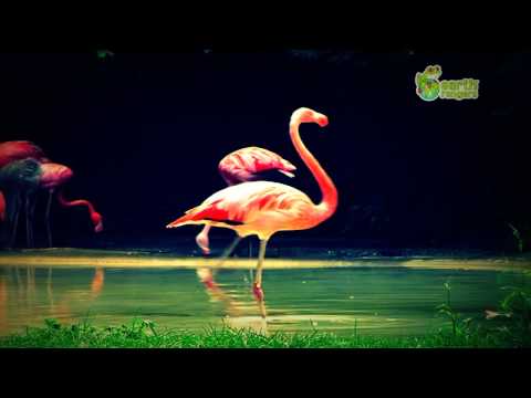 Funny Talking Animals Call of the Wild Michael Jackson Flamingo Earth Rangers