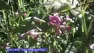 preview picture of video 'parcela las margaritas familia rivera marques - maitencillo'