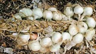 Hank C.  Burnette -  "Green Onions"