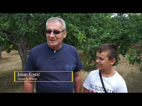 Autohtone vrste Srbije ep. 25 15.08.2019. Čačanska rodna