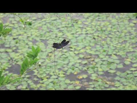 チョウトンボの飛翔　Rhyothemis fuliginosa