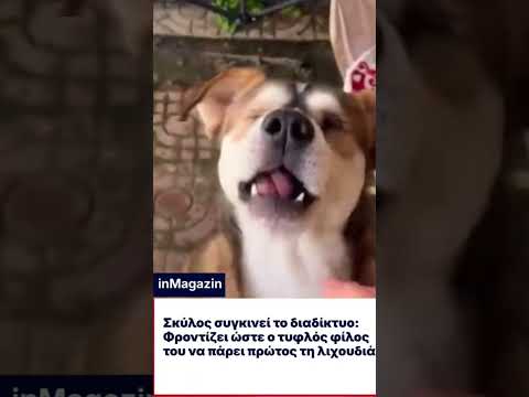 Σκύλος συγκινεί το διαδίκτυο φροντίζει ωστε ο τυφλός φίλος του να φάει πρώτος #shorts #viral #short