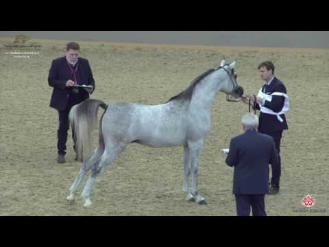 N 107 SRDAR AL SHAQAB   10th Qatar International Arabian Peninsula Horse Show 2020   2 Years Old