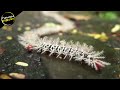 Jangan Berani Sentuh Jika Gak Mau Seperti Ini..! 10 BUGS BERACUN PALING MEMATIKAN DI DUNIA