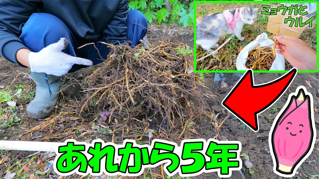 ５年前にネコ吉と植えた裏庭ミョウガを植え替えました🌱🐈