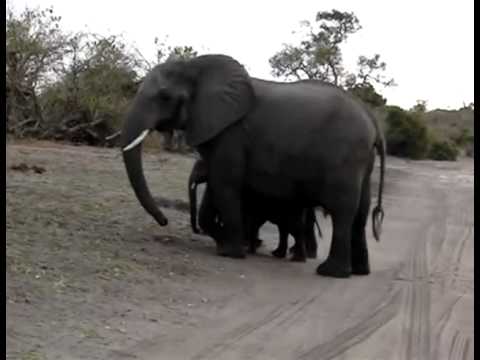 Tierno bebé elefante estornuda frente a turistas