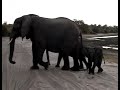 Tierno bebé elefante estornuda frente a turistas
