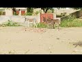 Donkeys Mating Season Animals Donkey