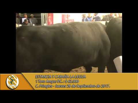 28-09-17 Venta de Toros P.C. y P.R. - Estancia y Cabaña La Legua - Coronel Pringles