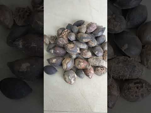 Terminalia Catappa (Indian Almond Tree Seed)