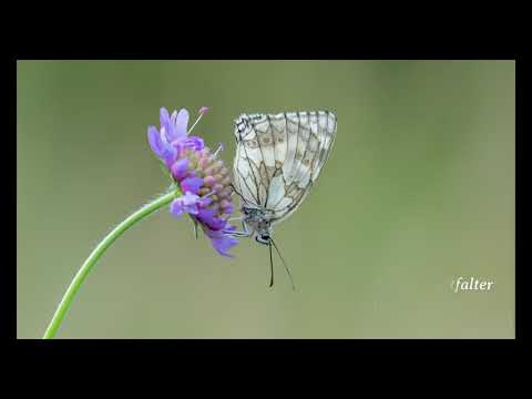 Meine schönsten Schmetterlingsfotos in der Region Unterfranken