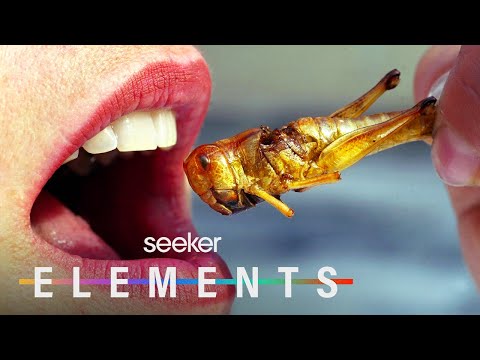 為什麼昆蟲可能成為未來的食物？ (Why Insects May Just Be the Food of the Future)