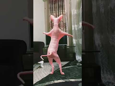 Cat Dancing Bara Bara Bara#shorts