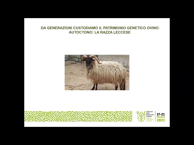 L’allevamento di ovini di razza Leccese presso la Masseria San Giovanni a Massafra