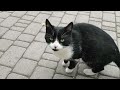 Hungry Homeless Tuxedo Cat Asked For Food And Got Wet Food