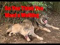Top 10 Essentials For Owning Wolfdogs What You Need To Know Before Acquiring One