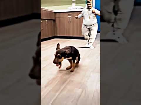 perrito bailando domb domb yes yes #viral #perro #risa #baile