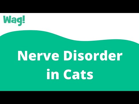 Nerve Disorder in Cats | Wag!