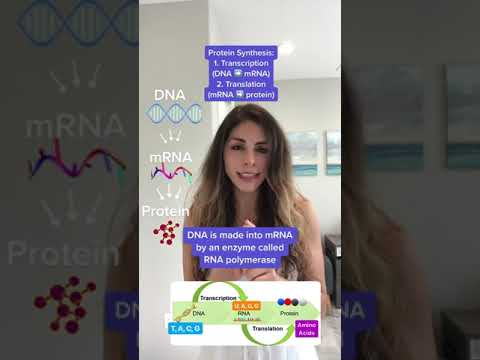 Protein Synthesis Transcription & Translation in 1 minute #biology #microbiology #science #lab