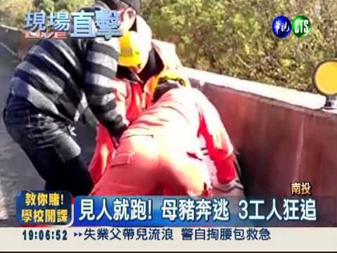 母豬摔國道! 抓豬宛如競技賽